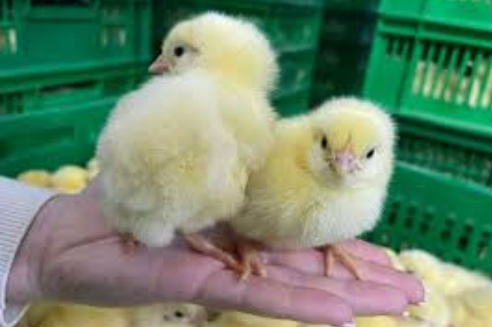 Суточний бройлер на мясо