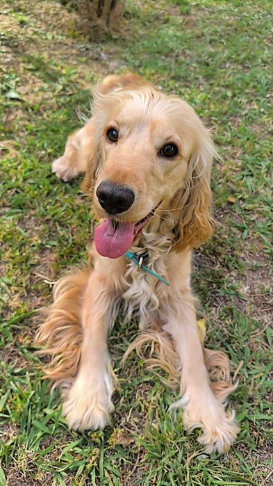 Pet Sitting Services in a Family Environment