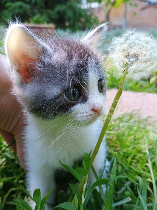 Кошенята !!!Віддам