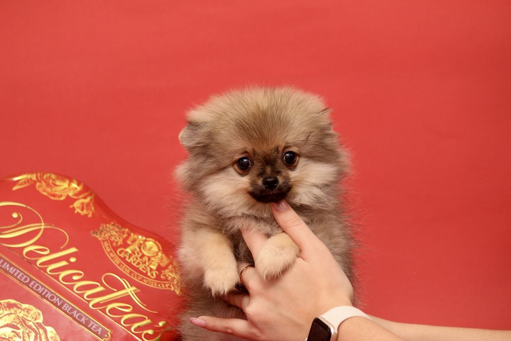 Курносая шпиц ,девочка шпиц продажа