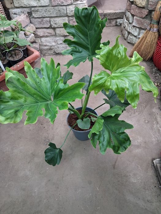 Комнатные адаптированные цветули