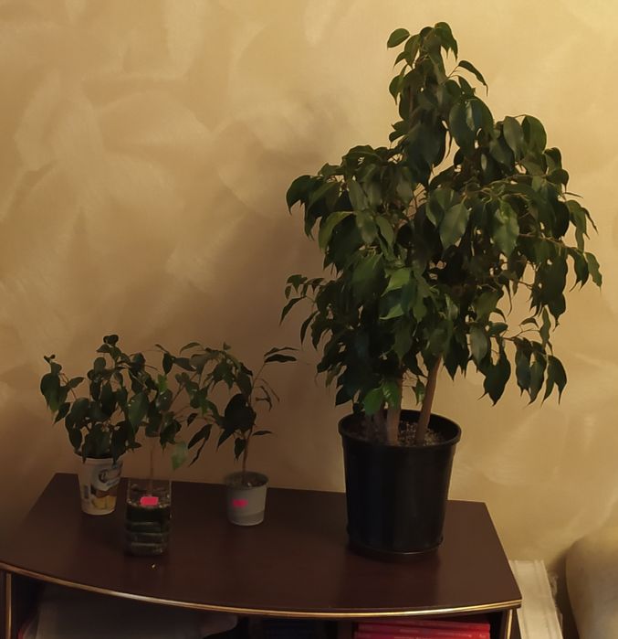 Фикус  Бенджамина