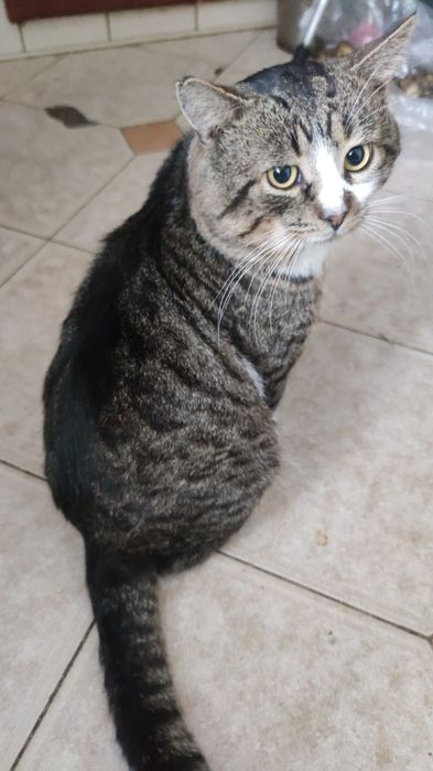 Безкоштовні милі котики