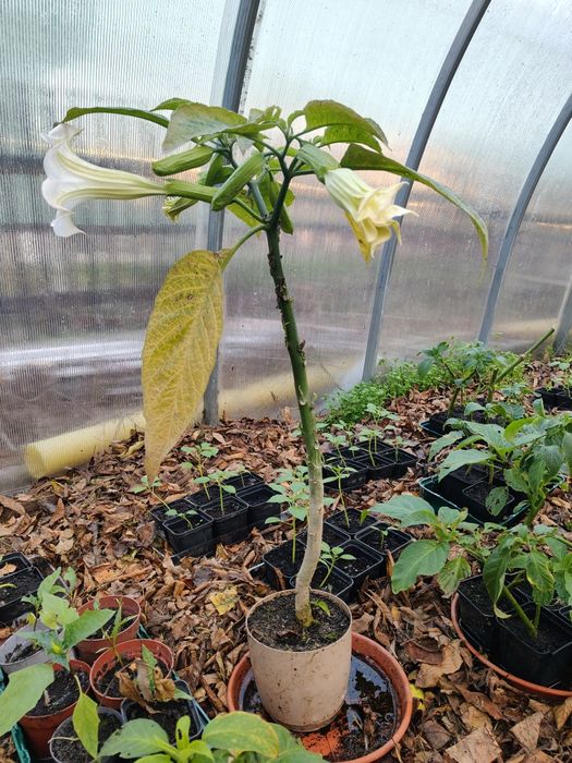 Datura brugmasia 80cm