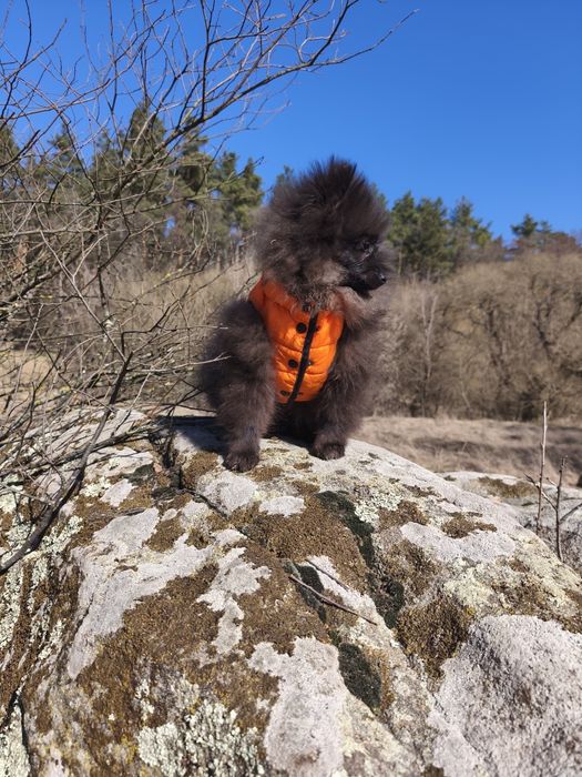 Хлопчик померанський шпіц 5 міс.