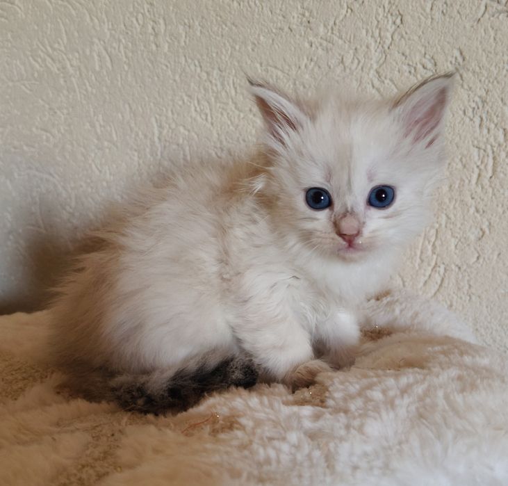 Syberyjski neva dziewczynka