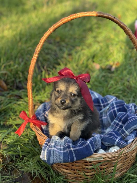 Щенята маленькі цуценята