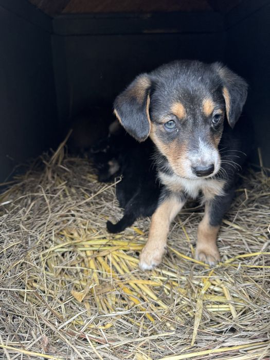 Цуценя хлопчик 2 міс