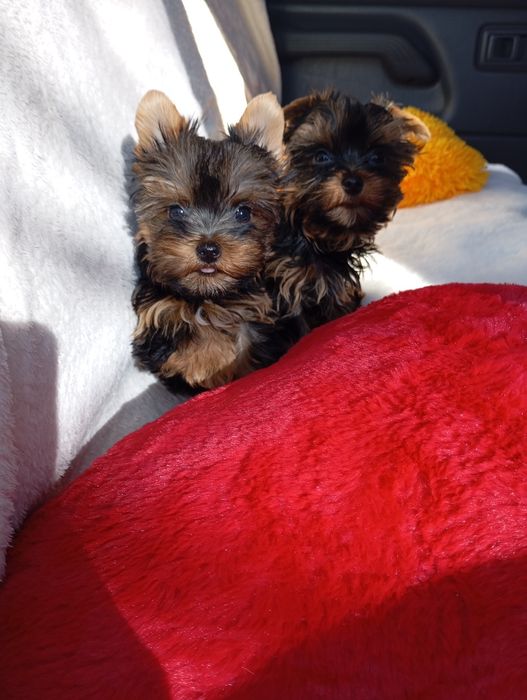 Щеночки Йорки минички