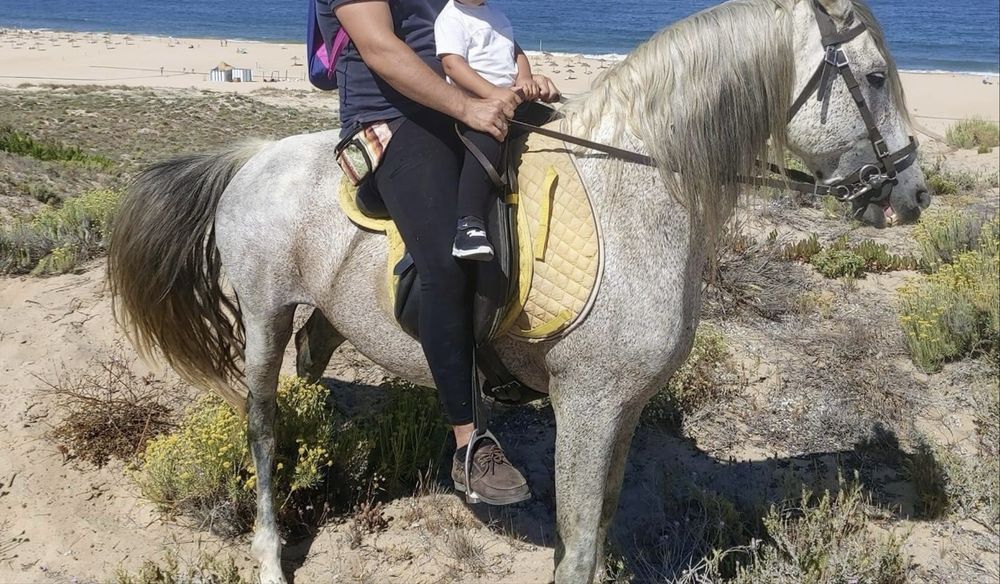 Cavalo inteiro 15 anos