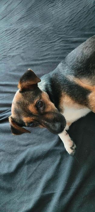 Maleńka Coco szuka domu