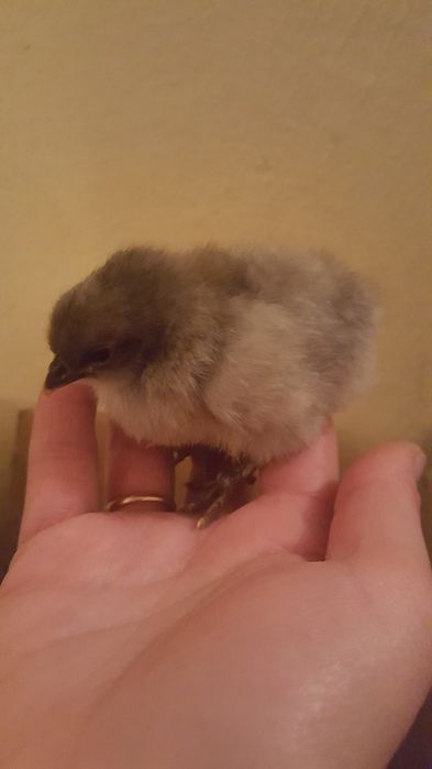 продаються курчата