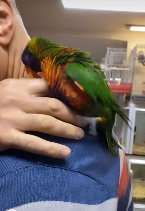 Papagaio lory demosticados