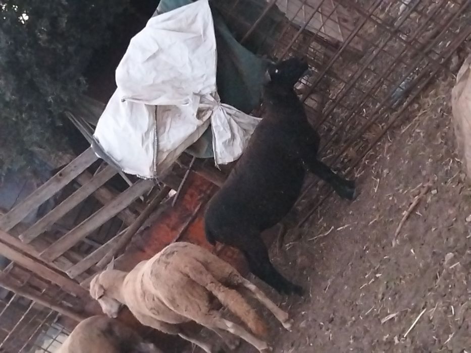 Vende se 57 ovinos