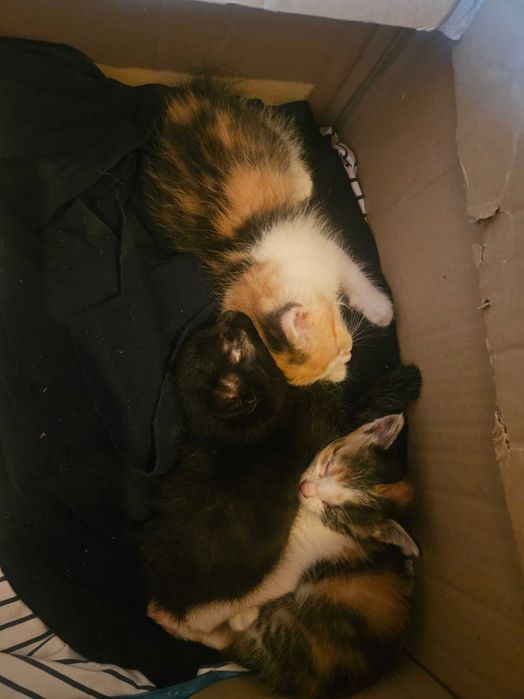 Kocięta do adopcji
