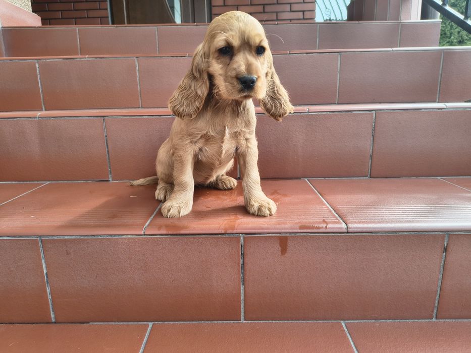 Cocker Spaniel szczeniak