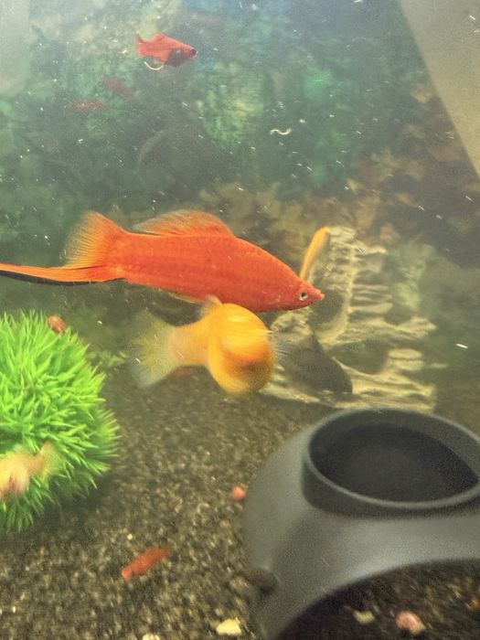 Peixes mollys e espadas