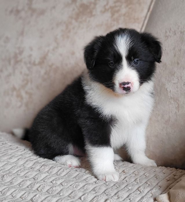 Border Collie piesek