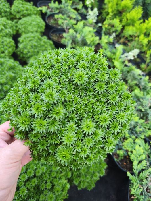 Хвойні та декоративно листяні рослини для  саду