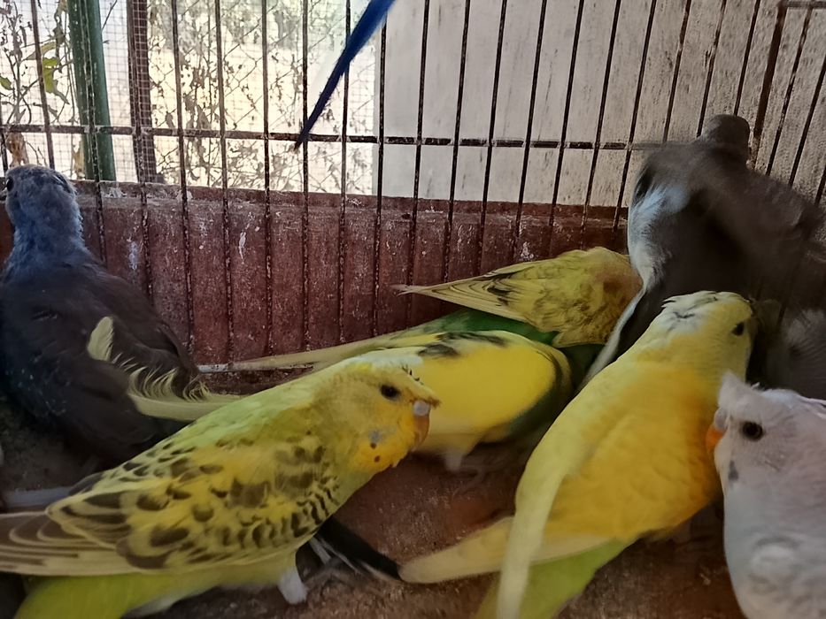 Periquitos de poupa