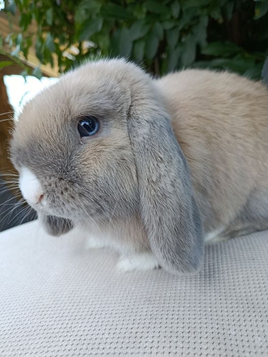 Samiec mini lop do hodowli królik samiec rozpłodowy