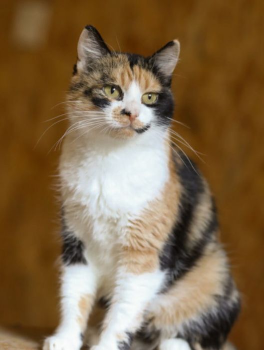 Марпл, 3 года, кошечка, очень ждёт семью