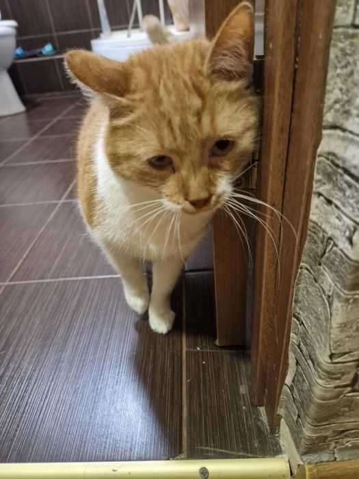 Отдам рыжего кота,  4 года, кастрирован