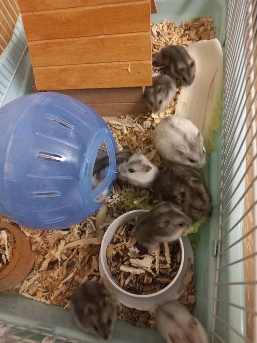 Джунгарики хомячки