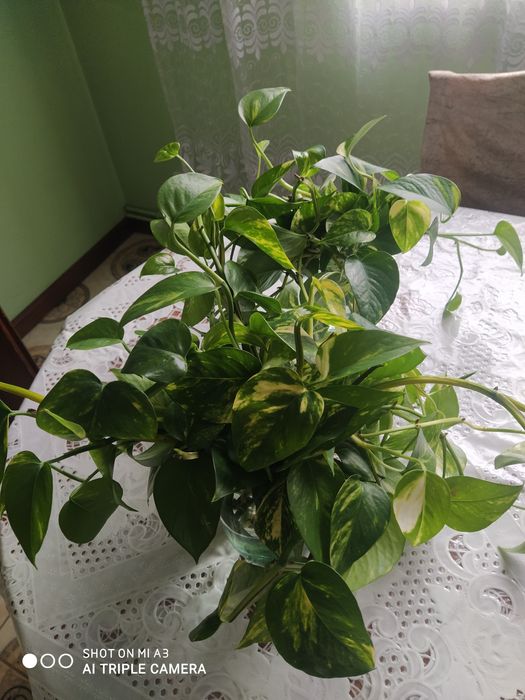 Епіпремнум , сциндапсус  .