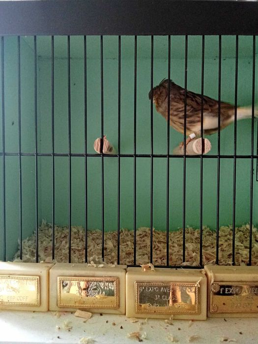 Cedo canarios machos