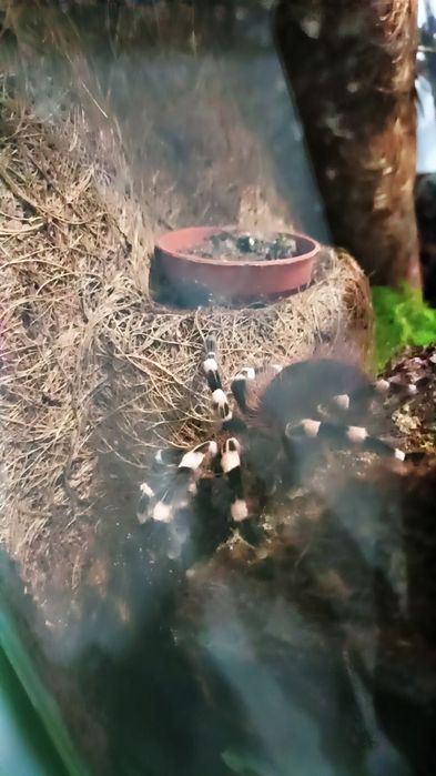 Duże terrarium z ptasznikiem biało kolanowym