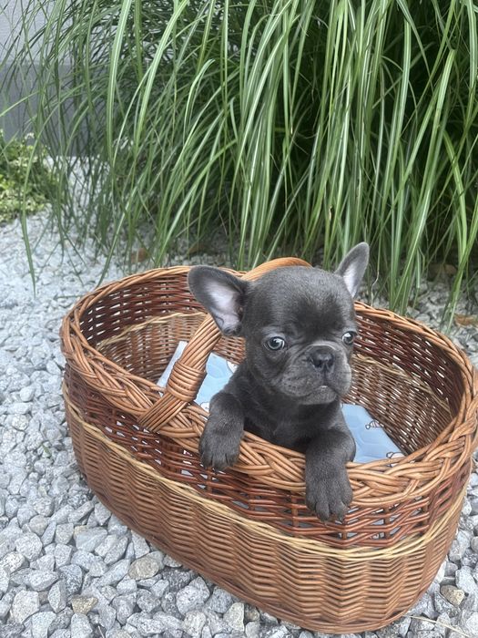 Buldog francuski piesek blue