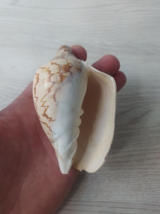 Мушлі в акваріум