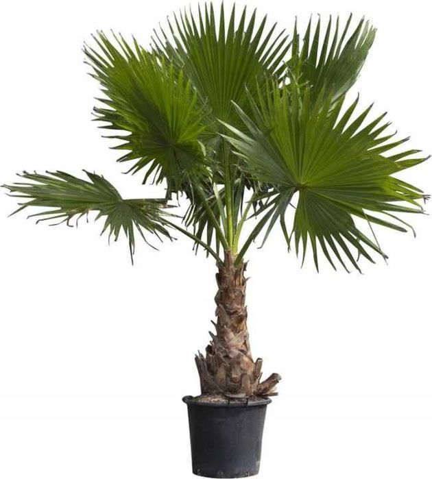 Palma Washingtonia Robusta 50 cm