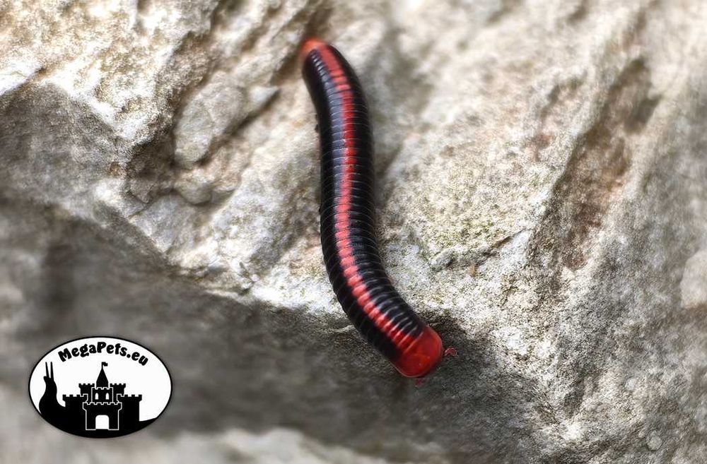 Xenobolus carnifex Krocionóg Stonoga Wije Karaczany Izopody Ślimak