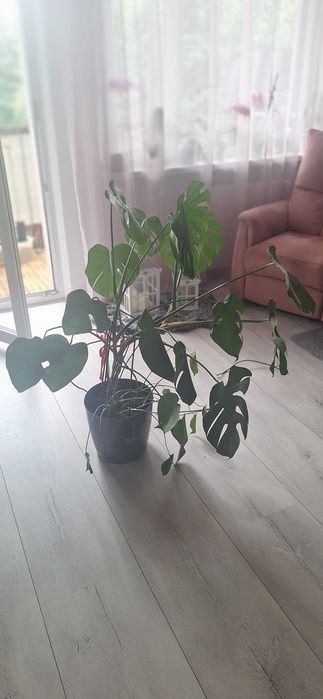 Wielka Monstera Deliciosa 110cm | Gęsta, zdrowe duże liście!