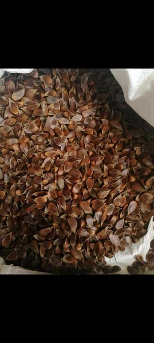 Nasiona buka zwyczajnego – zbiór 2025