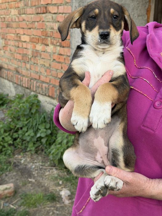 Цуценя, песик, собака