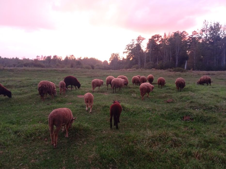 Продам вівці,овечки.