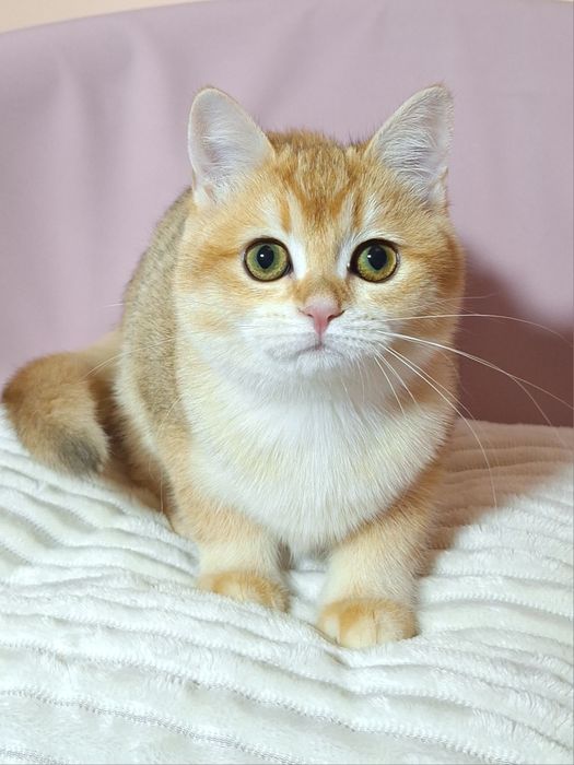 Золота  британська шиншила.