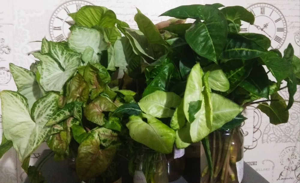 Зрізи сортових сингоніумів