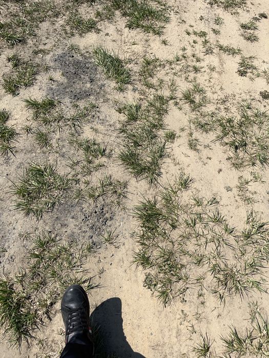 Ziemia gliniasta ODDAM !!!