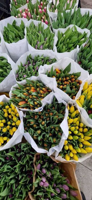 Передзамовлення! Тюльпан до 8 березня!