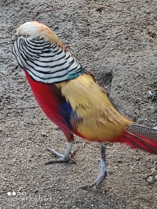 Jaja lęgowe bazant zloty