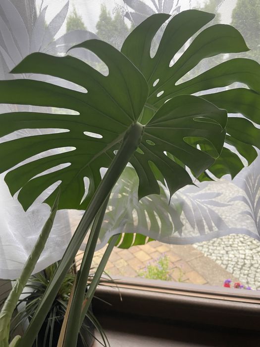 Monstera kwiat olbrzymia zadbana