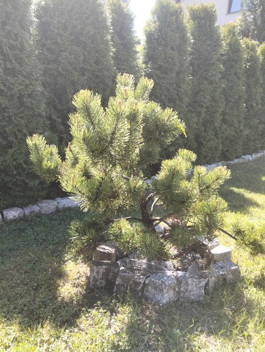 Sosna  wysokość 120cm