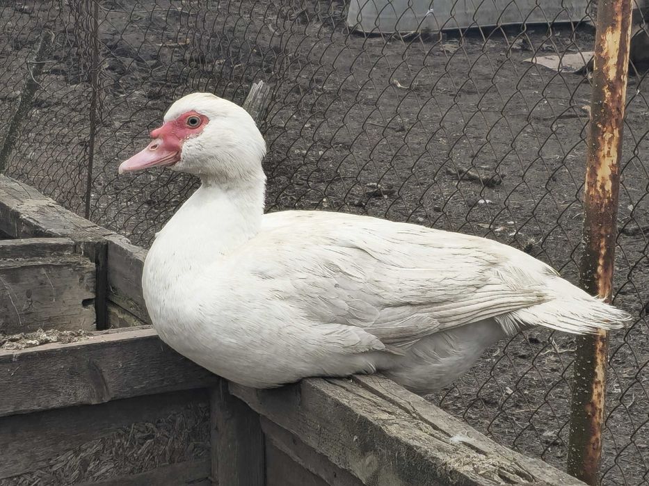 Мускусні індокачки (шипуни)