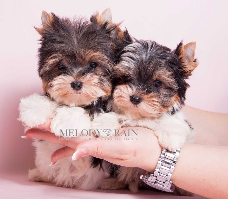 Цуцента Бівер Йоркширського Тер'єра(КСУ)