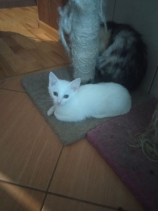 Кошеня. Кіт. Киця.