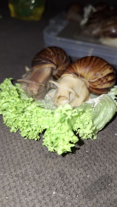 Улитки Ахатины в наличии